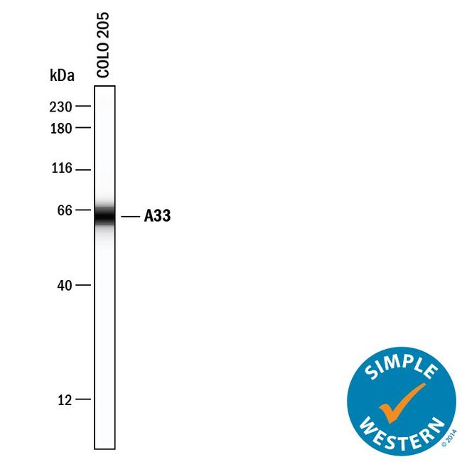 A33 Antibody in Western Blot (WB)