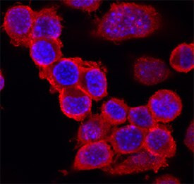 IGSF8 Antibody in Immunocytochemistry (ICC/IF)