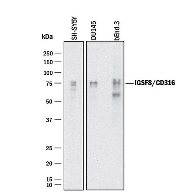 IGSF8 Antibody in Western Blot (WB)