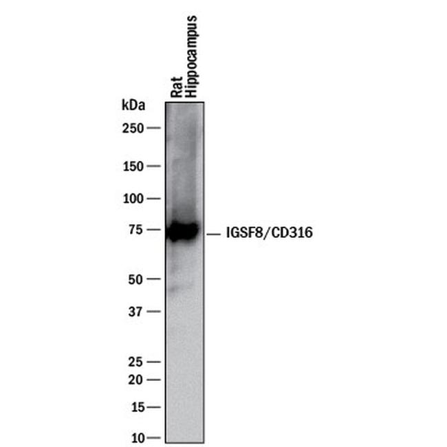 IGSF8 Antibody in Western Blot (WB)