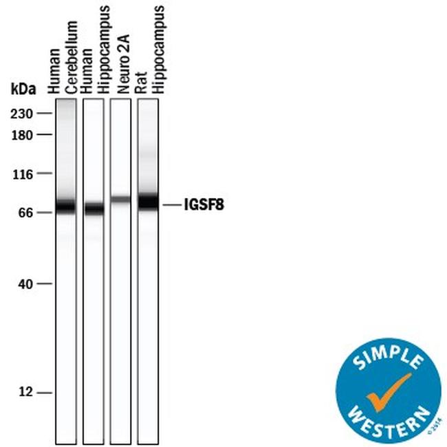 IGSF8 Antibody in Western Blot (WB)