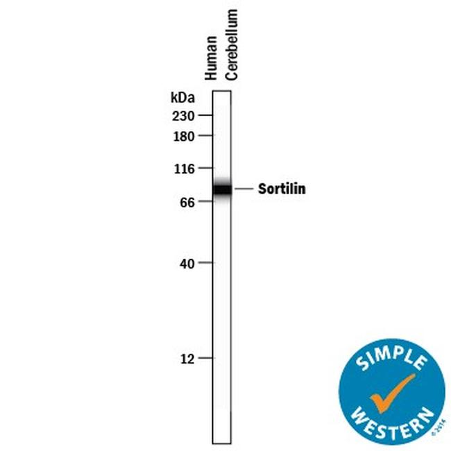 Sortilin Antibody in Western Blot (WB)