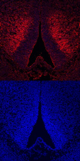 ROBO3 Antibody in Immunohistochemistry (Frozen) (IHC (F))