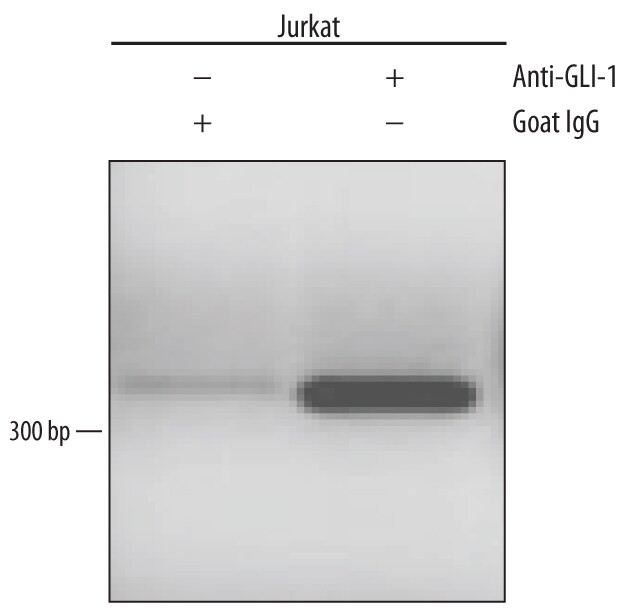 GLI1 Antibody in ChIP Assay (ChIP)