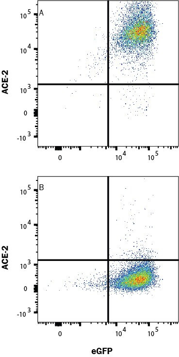 ACE2 Antibody in Flow Cytometry (Flow)