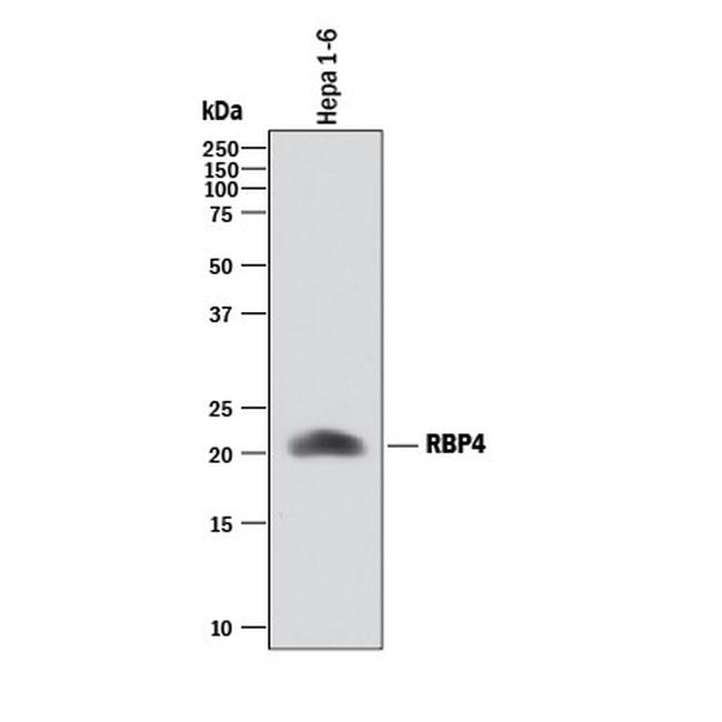 Rbp4 Antibody in Western Blot (WB)