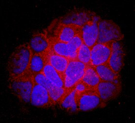 DOPA Decarboxylase Antibody in Immunocytochemistry (ICC/IF)