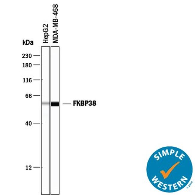 FKBP8 Antibody in Western Blot (WB)