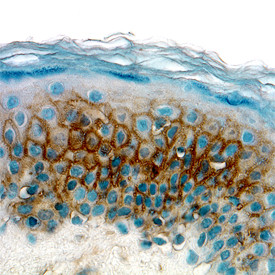 MIP-3 alpha Antibody in Immunohistochemistry (Paraffin) (IHC (P))