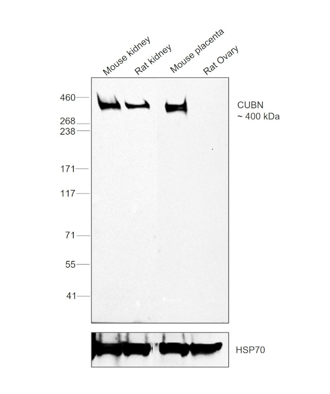 CUBN Antibody in Western Blot (WB)