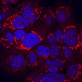 HFE2 Antibody in Immunocytochemistry (ICC/IF)