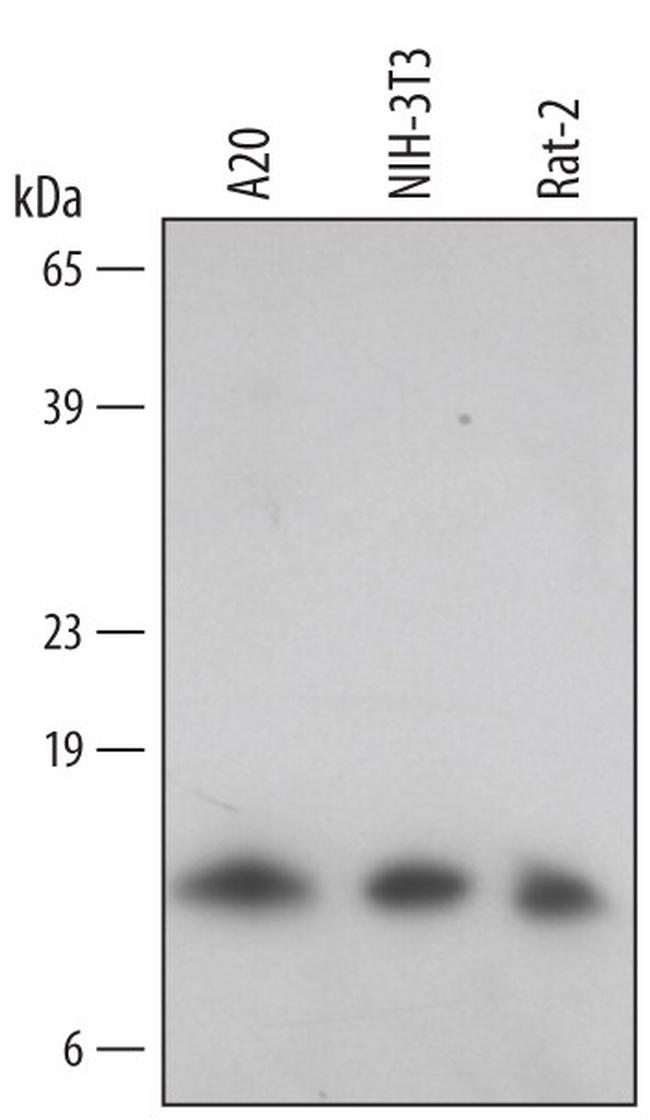 TXNL5 Antibody in Western Blot (WB)