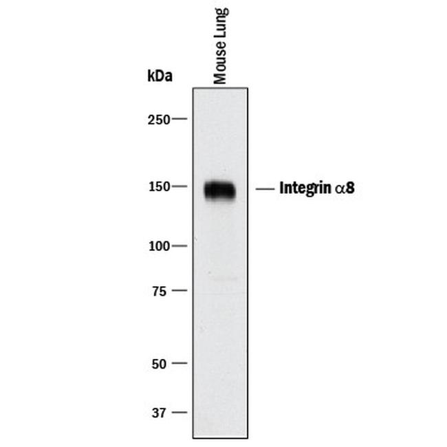 ITGA8 Antibody in Western Blot (WB)