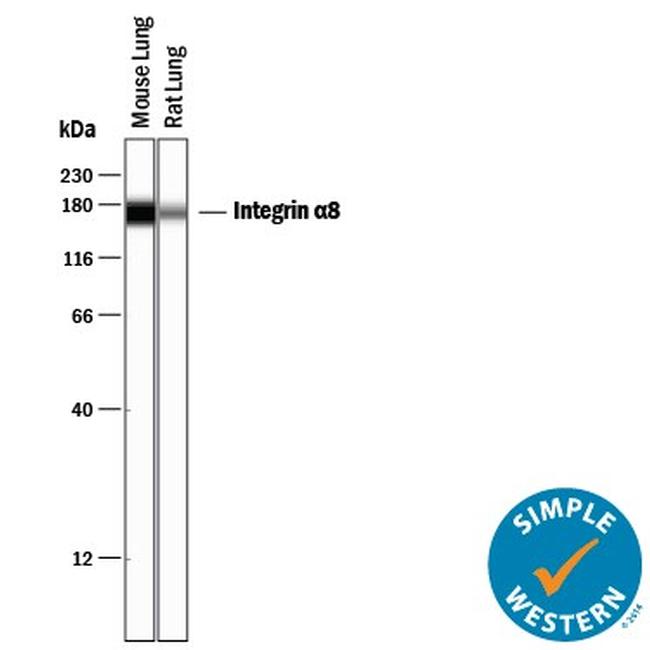 ITGA8 Antibody in Western Blot (WB)