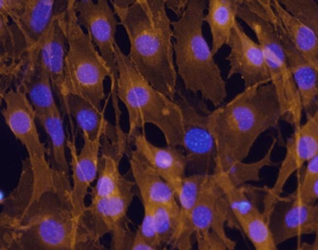 M-cadherin Antibody in Immunocytochemistry (ICC/IF)