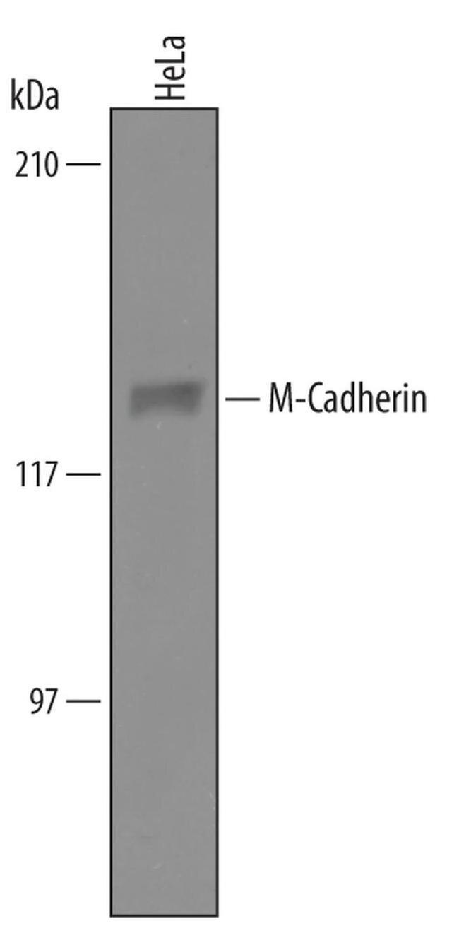 M-cadherin Antibody in Western Blot (WB)