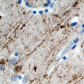 TAFA2 Antibody in Immunohistochemistry (Paraffin) (IHC (P))