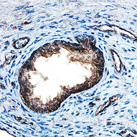 FGF8 Antibody in Immunohistochemistry (Paraffin) (IHC (P))