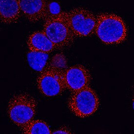 ITLN1 Antibody in Immunocytochemistry (ICC/IF)