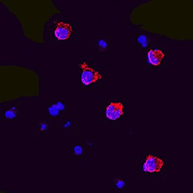 FLT3LG Antibody in Immunocytochemistry (ICC/IF)