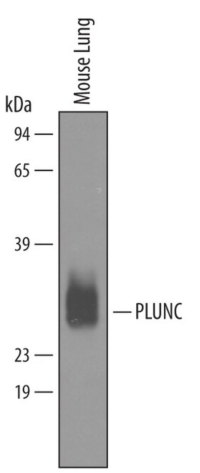 PLUNC Antibody in Western Blot (WB)