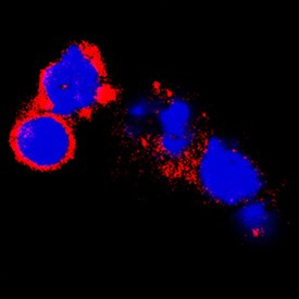 GFR alpha-2 Antibody in Immunocytochemistry (ICC/IF)