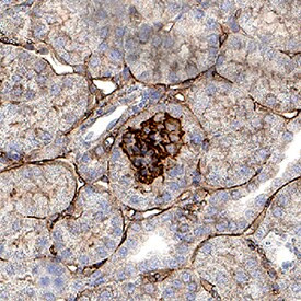 NPNT Antibody in Immunohistochemistry (Paraffin) (IHC (P))