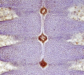 S100A13 Antibody in Immunohistochemistry (Frozen) (IHC (F))