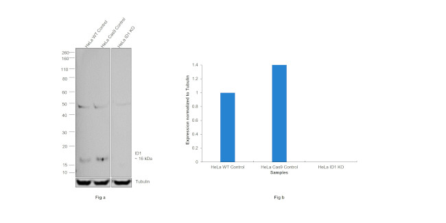 ID1 Antibody