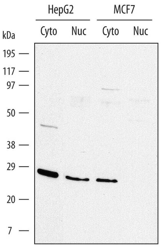 ID1 Antibody in Western Blot (WB)