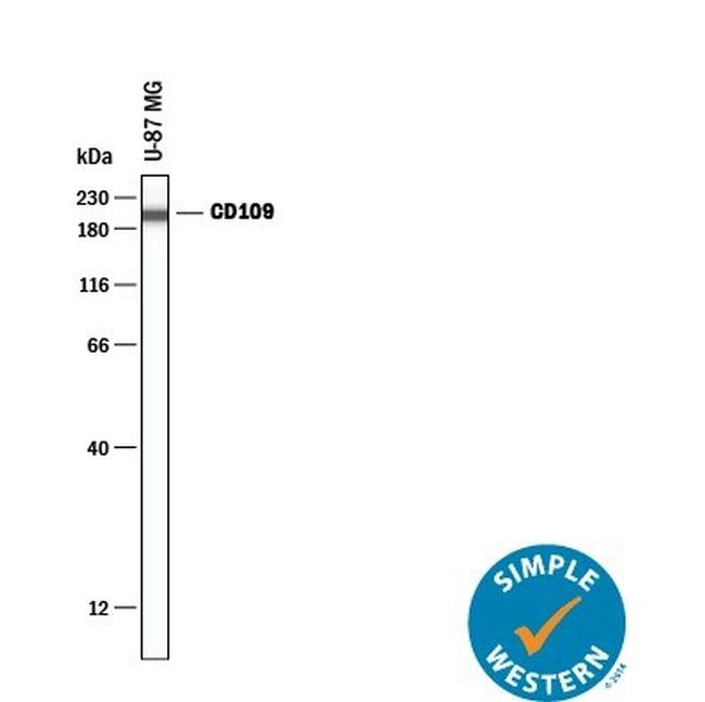 CD109 Antibody in Western Blot (WB)