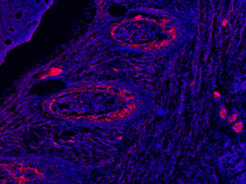 DMP1 Antibody in Immunohistochemistry (Frozen) (IHC (F))