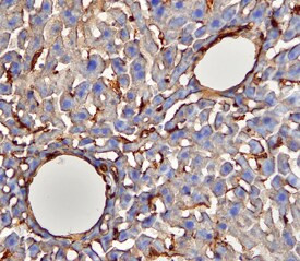 CD39 Antibody in Immunohistochemistry (Frozen) (IHC (F))