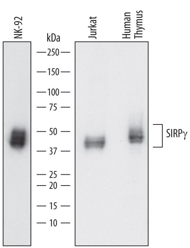 SIRP gamma Antibody in Western Blot (WB)