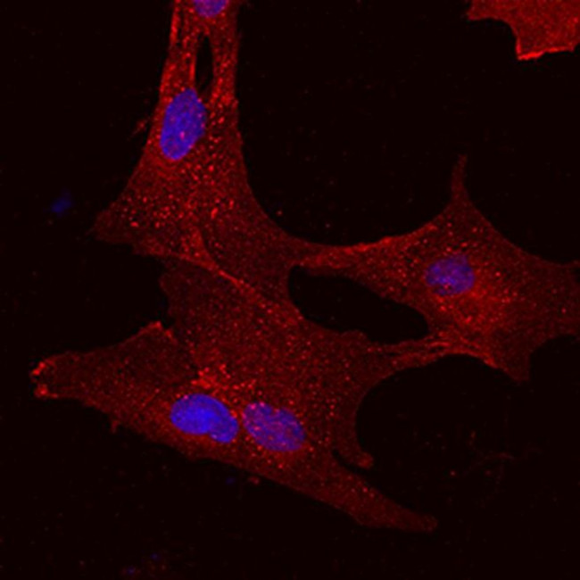 CD73 Antibody in Immunocytochemistry (ICC/IF)