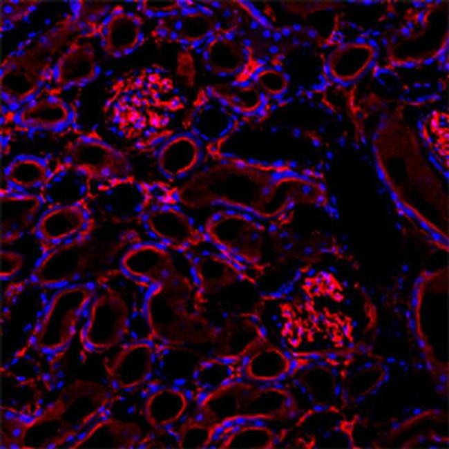 CD73 Antibody in Immunohistochemistry (Frozen) (IHC (F))