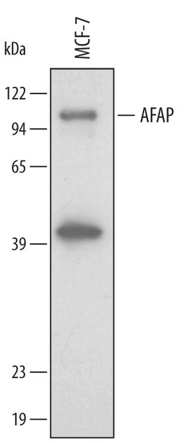 AFAP Antibody in Western Blot (WB)