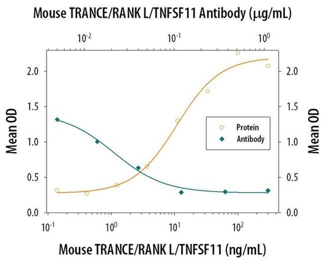 CD254 (RANK Ligand) Antibody