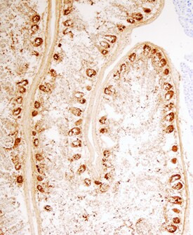 PLA2G2A Antibody in Immunohistochemistry (Frozen) (IHC (F))