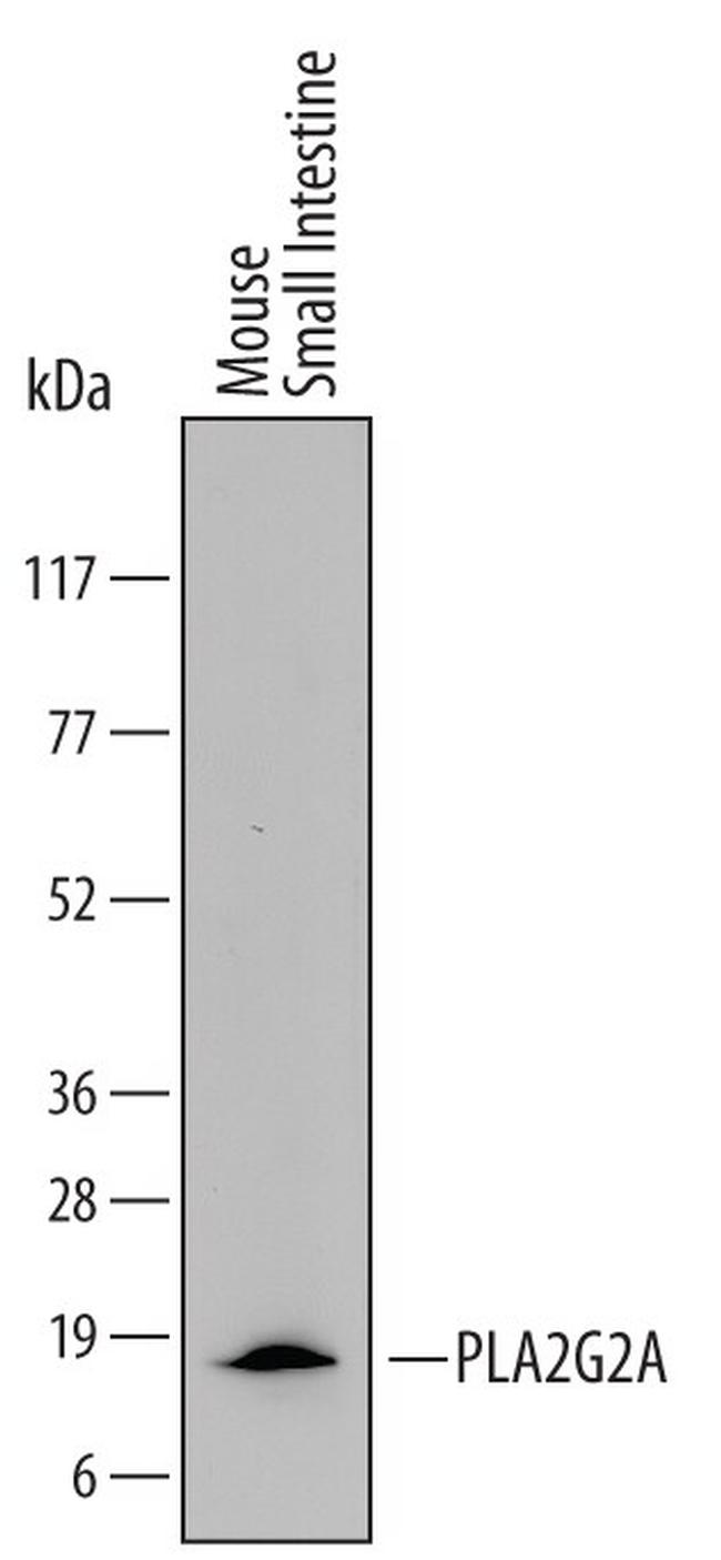 PLA2G2A Antibody in Western Blot (WB)