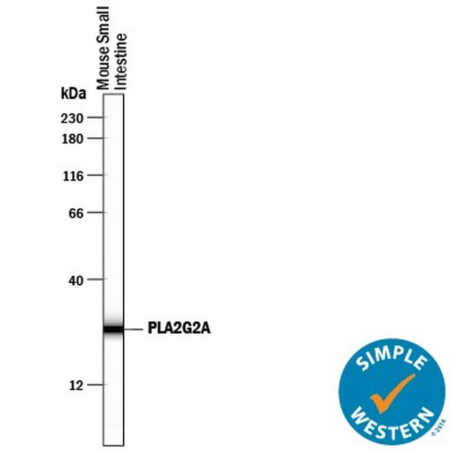 PLA2G2A Antibody in Western Blot (WB)