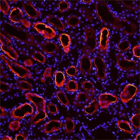 TMEM27 Antibody in Immunohistochemistry (Frozen) (IHC (F))