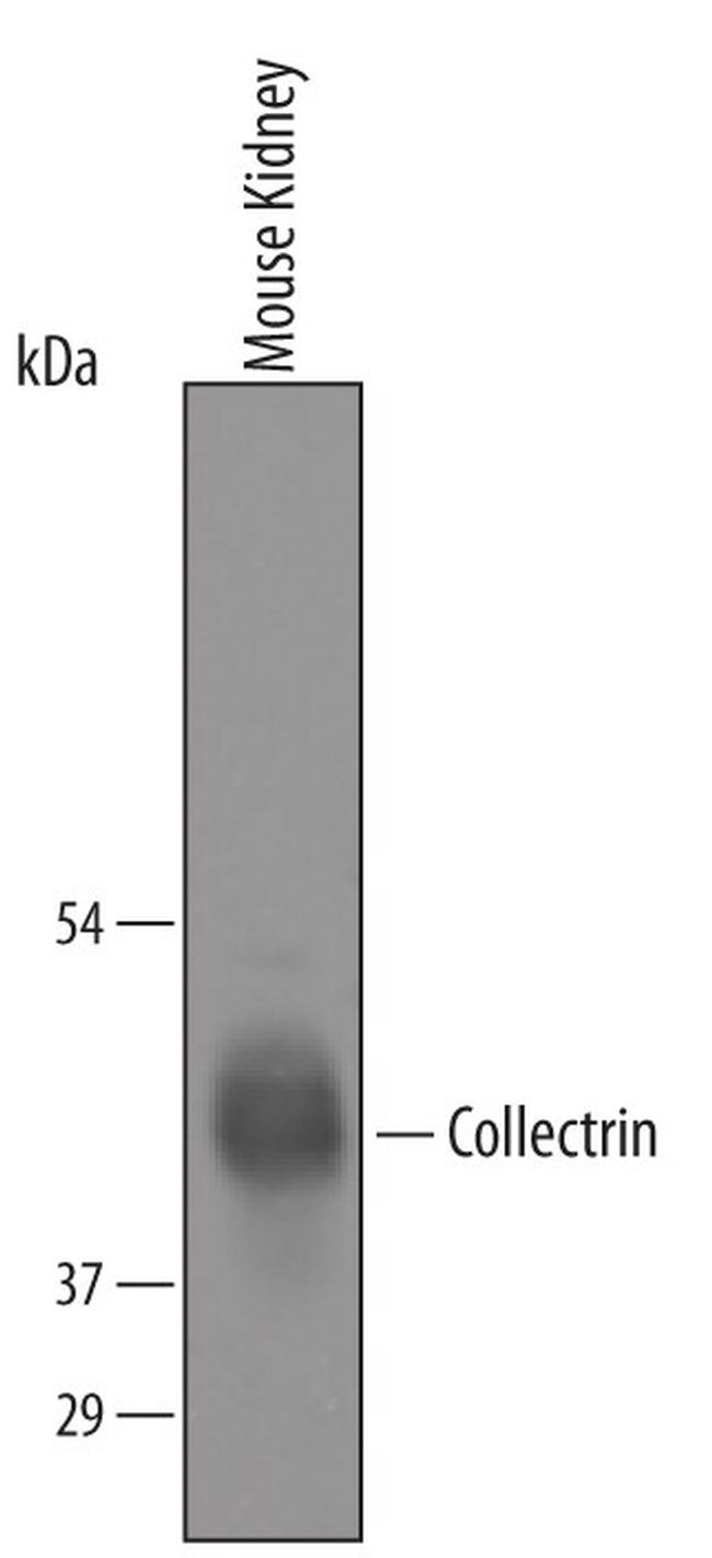 TMEM27 Antibody in Western Blot (WB)