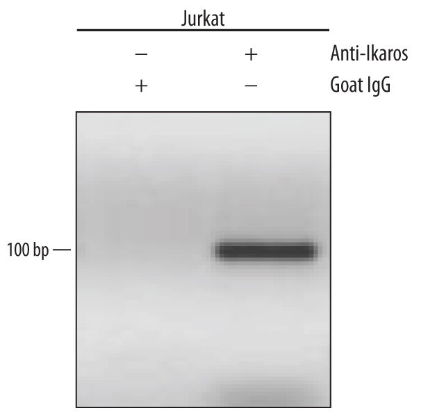 IKAROS Antibody in ChIP Assay (ChIP)