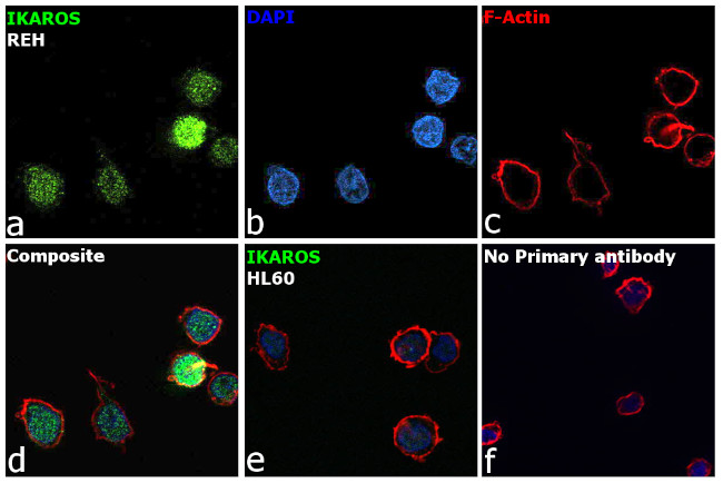 IKAROS Antibody in Immunocytochemistry (ICC/IF)