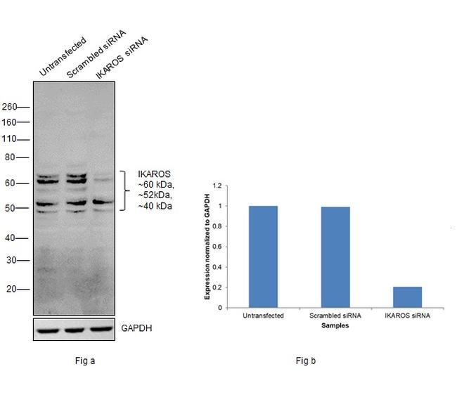 IKAROS Antibody in Western Blot (WB)