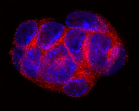 5T4 Antibody in Immunocytochemistry (ICC/IF)