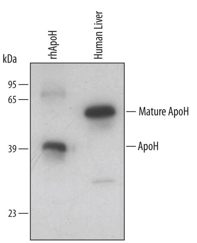 Apolipoprotein H Antibody in Western Blot (WB)