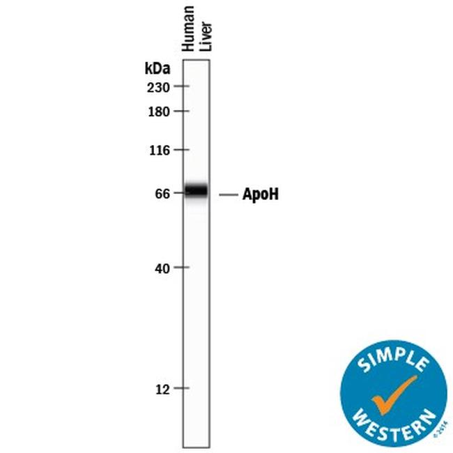 Apolipoprotein H Antibody in Western Blot (WB)