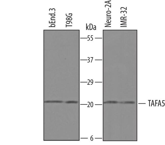 TAFA5 Antibody in Western Blot (WB)